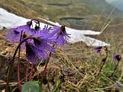 57 Soldanella pusilla (Soldanella della silice) alla Bocchetta Triomen con vista sui Laghetti di Ponteranica